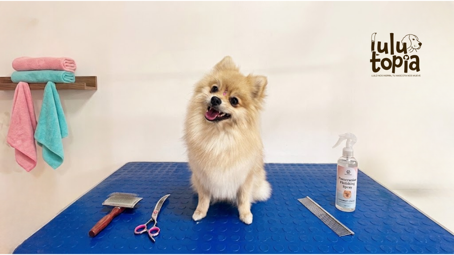 Qué incluye un servicio de peluquería canina profesional