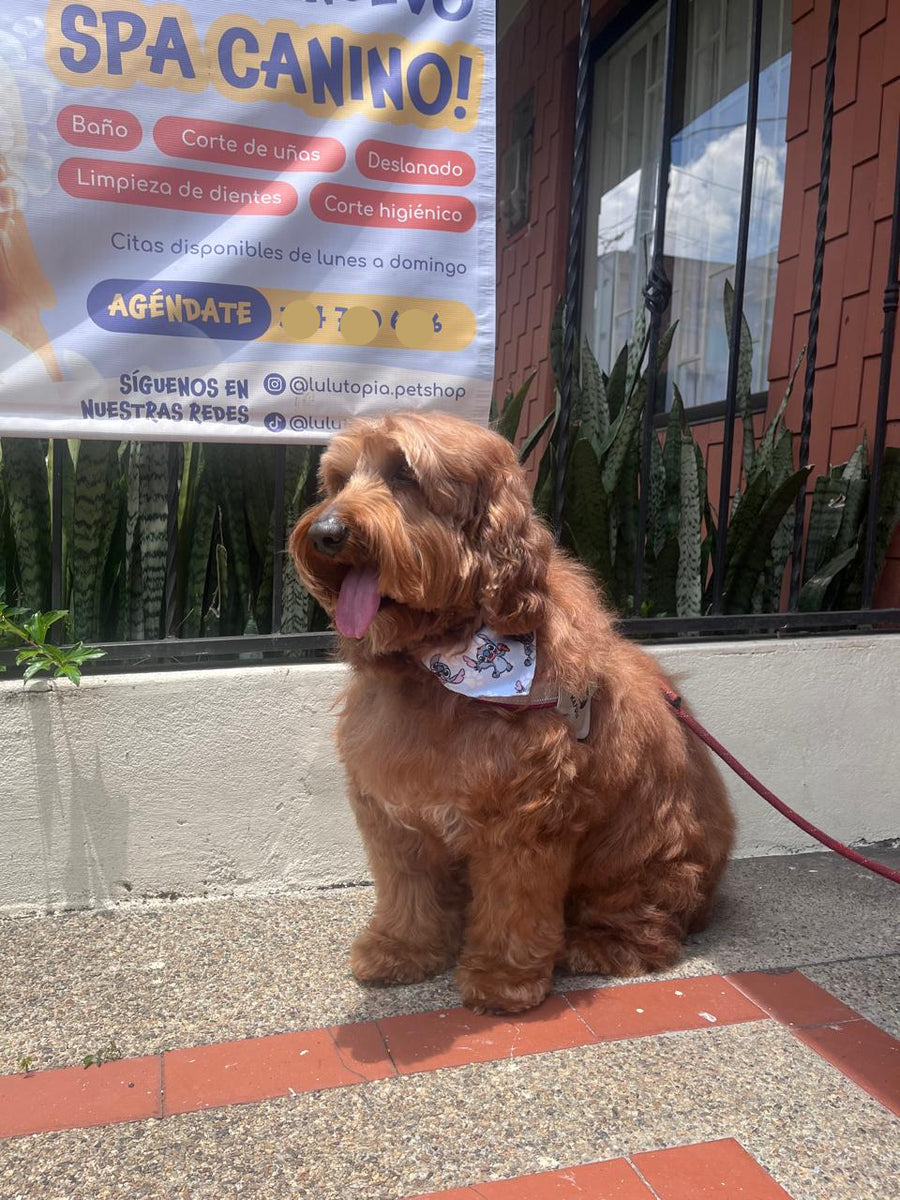 Perro con el pelo recién cortado en Lulutopia