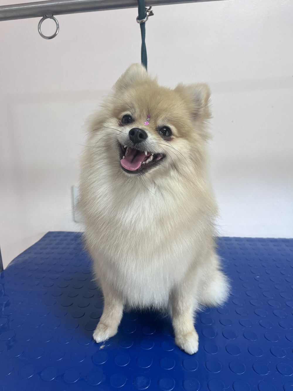 Pomerania feliz después de su arreglo en la peluquería canina de Lulutopia, Medellín